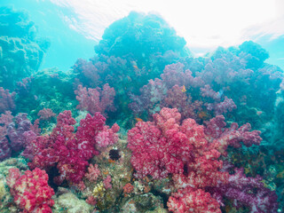 Naklejka premium ウミトサカ（ソフトコーラル）が生えるドロップオフのキンギョハナダイ（ハナダイ亜科）、スズメダイ（スズメダイ科）他群れ 英名、学名： Sea Goldie (Pseudanthias squamipinnis) Damselfish, Chromis notata, Alcyonacea 静岡県伊豆半島賀茂郡南伊豆町中木ヒリゾ浜-2024年 