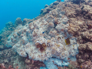 美しいチョウチョウウオ（チョウチョウウオ科）他の群れ。
英名、学名：Oriental ButterflyFish (Chaetodon aurites)
静岡県伊豆半島賀茂郡南伊豆町中木ヒリゾ浜-2024年
