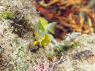 半透明で透けている、美しいニジハギ（ニザダイ科）の幼魚、ニシキベラ（ベラ科）他。
英名、学名：Lined surgeonfish, Striped surgeonfish (Acanthurus lineatus)
Cupid wrasse (Thalassoma cupido)
静岡県伊豆半島賀茂郡南伊豆町中木ヒリゾ浜-2024年
