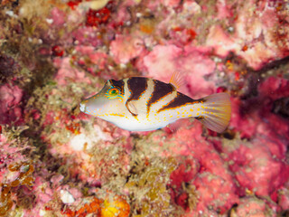 美しいハナキンチャクフグ（フグ科）他。
英名、学名：Crown Toby (Canthigaster axiologus)
静岡県伊豆半島賀茂郡南伊豆町中木ヒリゾ浜-2024年

