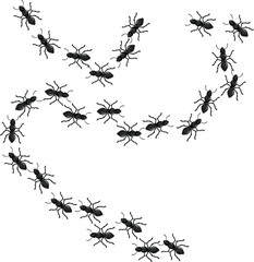 Colony of black ants is following a trail in search of food