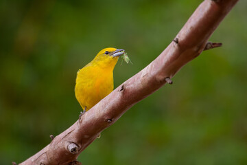sanhaço-de-fogo (Piranga flava) Fêmea