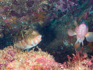 美しく大きなブダイ（ブダイ科）口の中には寄生虫のタイノエがいる。
口の中には寄生虫のタイノエがいることが多い。
英名、学名：Parrotfish, Calotomus japonicus
parasitic Tainoe isopod
大きく美しいアカハタ（ハタ科）他。
英名、学名：Blacktip Grouper (Epinephelus fasciatus)
ヒリゾ浜2024