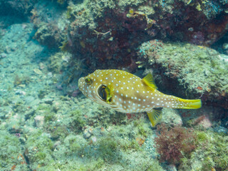 大きく美しいサザナミフグ（フグ目）。
英名、学名：White-spotted puffer...