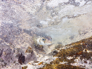 美しく大きなイシガキフグ（ハリセンボン科）。
英名、学名：Pacific Burrfish (Chilomycterus reticulatus)
波打ち際の半水面撮影。
静岡県伊豆半島賀茂郡南伊豆町中木ヒリゾ浜-2024年
