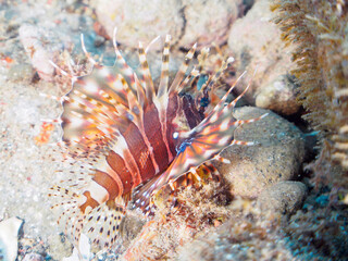 広げた羽根が美しいキリンミノ（フサカサゴ科）の幼魚。
英名、学名：Zebra turkeyfish (Dendrochirus zebra) 

静岡県伊豆半島賀茂郡南伊豆町中木ヒリゾ浜-2024年
