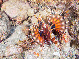 広げた羽根が美しいキリンミノ（フサカサゴ科）の幼魚。
英名、学名：Zebra turkeyfish (Dendrochirus zebra) 

静岡県伊豆半島賀茂郡南伊豆町中木ヒリゾ浜-2024年
