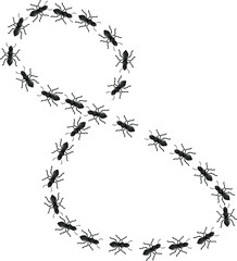 Large group of black ants are forming the number eight