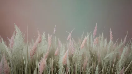 Poster Pampas grass close-up outdoors in the sunlight. Flower of fluffy reed pampas. japandi style decor.