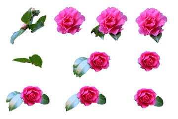 つばきの切り抜き