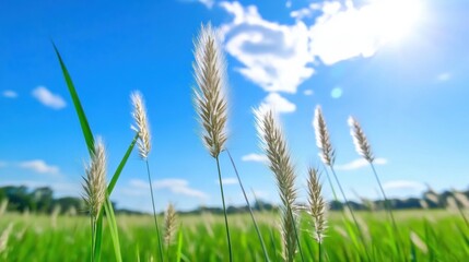 Obraz premium Ripe Wheat Field in Scenic Rural Landscape Under Bright Blue Sky
