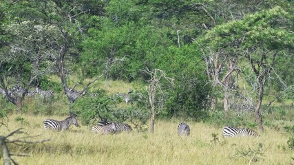A large herd of zebras is standing together in Lake Mburo National Park
