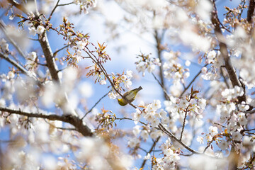 青空に映える満開の桜の花に囲まれたメジロ