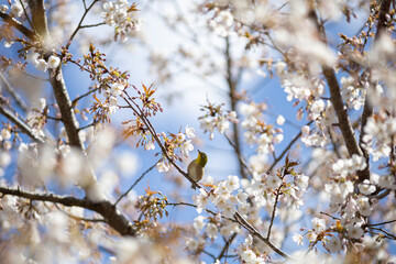 青空に映える満開の桜の花に囲まれたメジロ