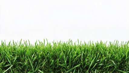 Fototapeta premium Vibrant Green Strip: Lush, Evenly Trimmed Grass on White Background
