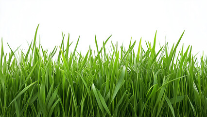 Obraz premium Lush Green Horizon: Healthy Grass with Natural Texture on a White Backdrop