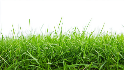 Fototapeta premium Lush Green Horizon: Healthy Grass with Natural Texture on a White Backdrop