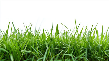Fototapeta premium Lush Green Horizon: Healthy Grass with Natural Texture on a White Backdrop