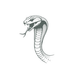 Fototapeta premium Vector Illustration of Cobra Head, Detailed Hand-Drawn Sketch