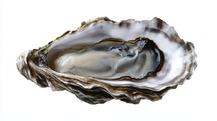 A clear PNG of a fresh oyster, emphasizing the quality and natural appeal of this seafood invertebrate, ideal for use in culinary and seafood-related visuals