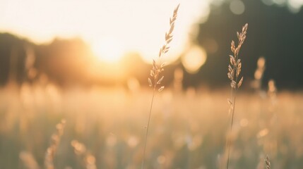 Obraz premium Golden hour illuminates the soft grass, casting a warm glow and creating a tranquil moment in nature's embrace