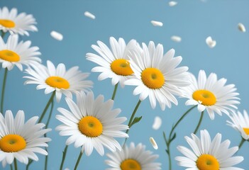 Fototapeta premium White daisy flowers on a light blue backgroun