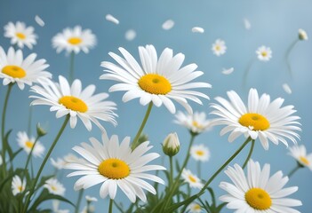 Fototapeta premium White daisy flowers on a light blue backgroun