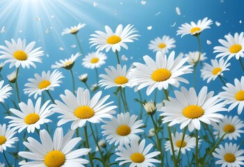 Fototapeta premium White daisy flowers on a light blue backgroun