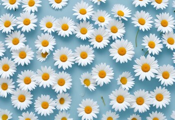 White daisy flowers on a light blue backgroun
