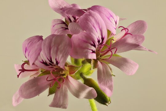 Close-up of Citronella Plant (Pelargonium citrosum) flowers on stem.