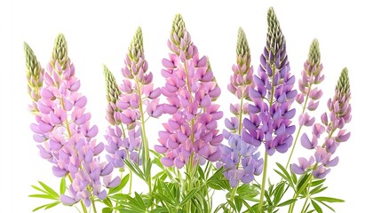 Obraz premium Pink lupine flower isolated on white background Bunch of colorful lupines spring flower : Generative AI