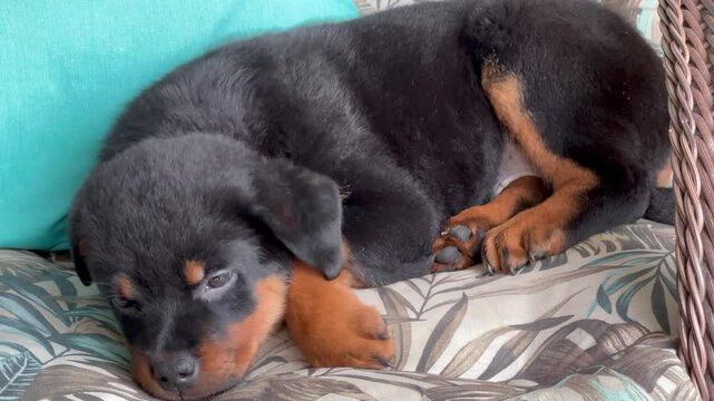 Cute rottweiler puppy resting on the sofa.