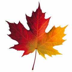 Obraz premium maple leaf, autumn, watercolor leaves with warm colors , isolated on white