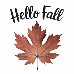 Hello Fall, autumn leaves , typography,  fall quotes , isolated on white background 