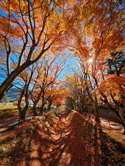 Lake Kawaguchi Maples Corridor: A Captivating Autumn Walkway.