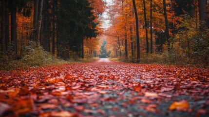 A road with a lot of leaves on it. Autumn season