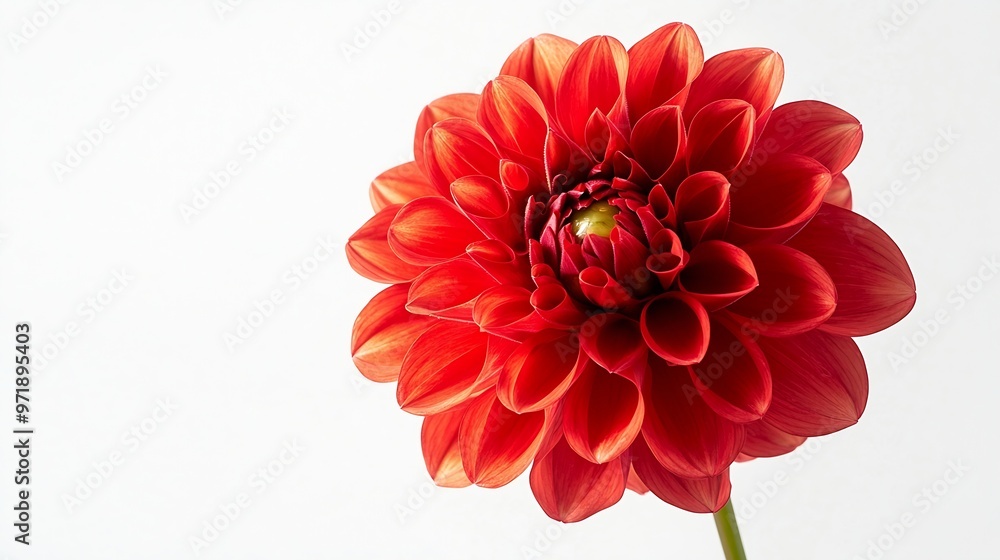 Poster dahlia flower isolated on a white background close up nature : generative ai