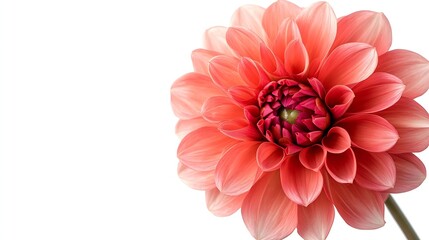 Dahlia flower isolated on a white background Close up Nature : Generative AI