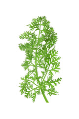 One green carrot twig isolated on white