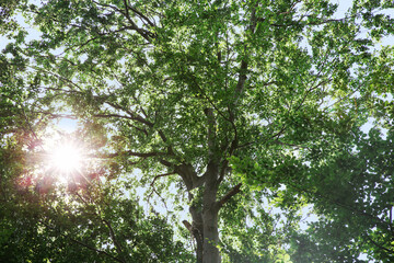 Branches of beautiful trees with green leaves outdoors, bottom view