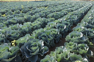 Fototapeta premium Green cabbages growing in field on sunny day