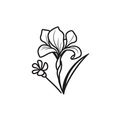 Linear Iris Flower Design - Botanical Vector on White.