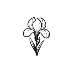 Linear Iris Flower Design - Botanical Vector on White.