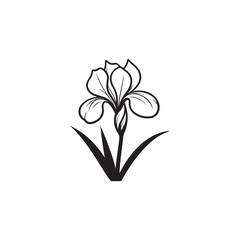 Botanical Iris Flower Drawing - Vector Line Art on White.