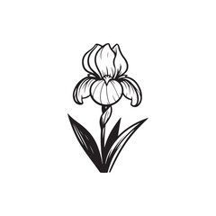Linear Iris Flower Art - Detailed Botanical Vector on White.