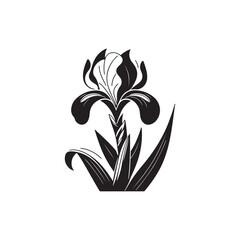 Linear Iris Flower Art - Detailed Botanical Vector on White.
