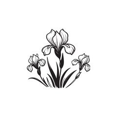 Simple Botanical Iris Flower Illustration - Clean Vector Line Art.
