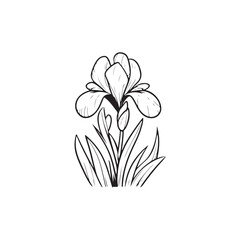 Botanical Iris Flower Outline - Linear Vector Sketch on White.