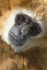 White-handed gibbon
