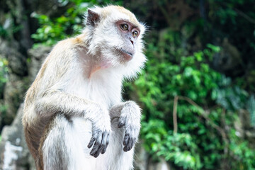 Monkey sitting and looking away in batu caves, a limestone hill that has a series of caves and cave